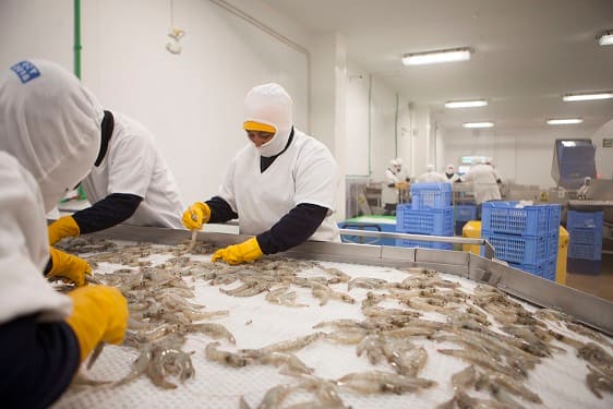shrimps processing